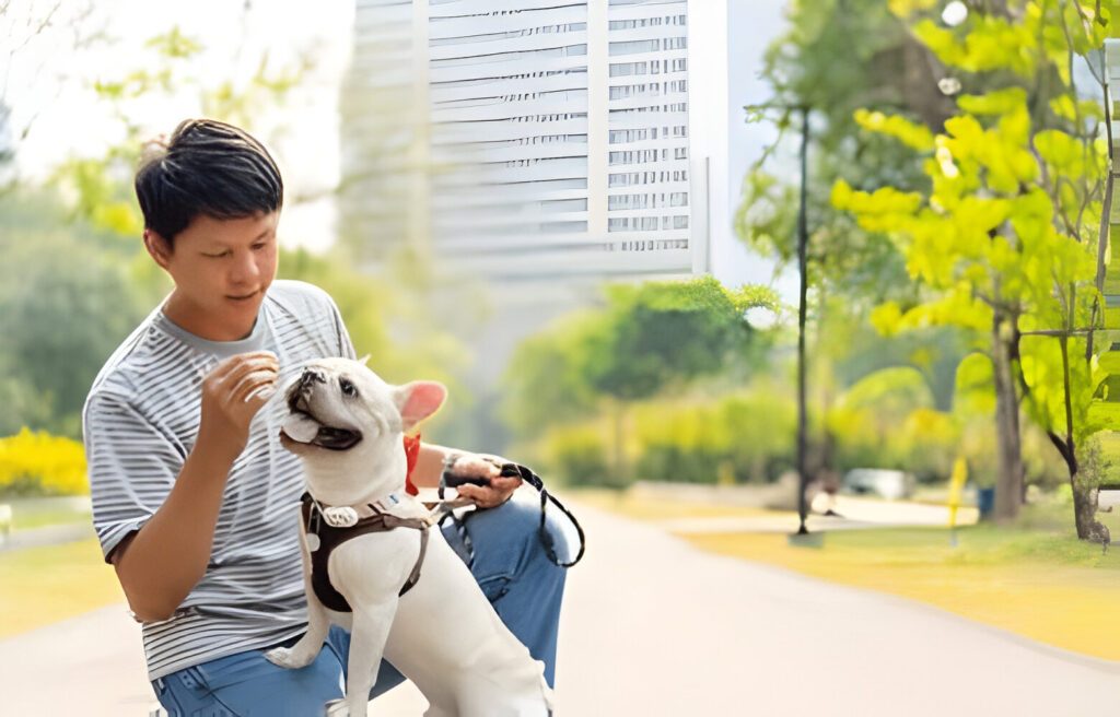 How Much is a Board and Train for Dogs