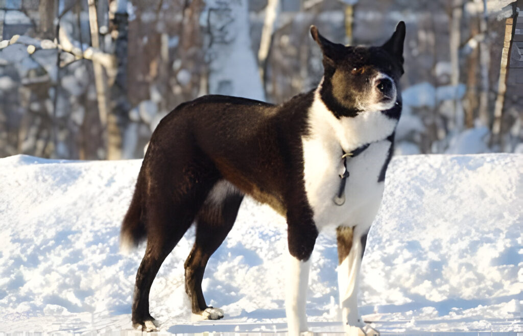 How Rare is a Karelian Bear Dog?