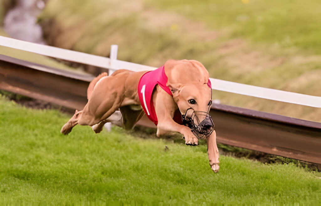 How to Train a Greyhound Dog to Race