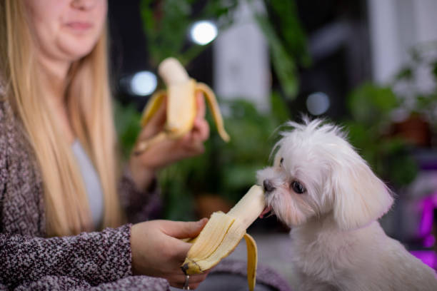 Can Dogs Eat Bananas Peels